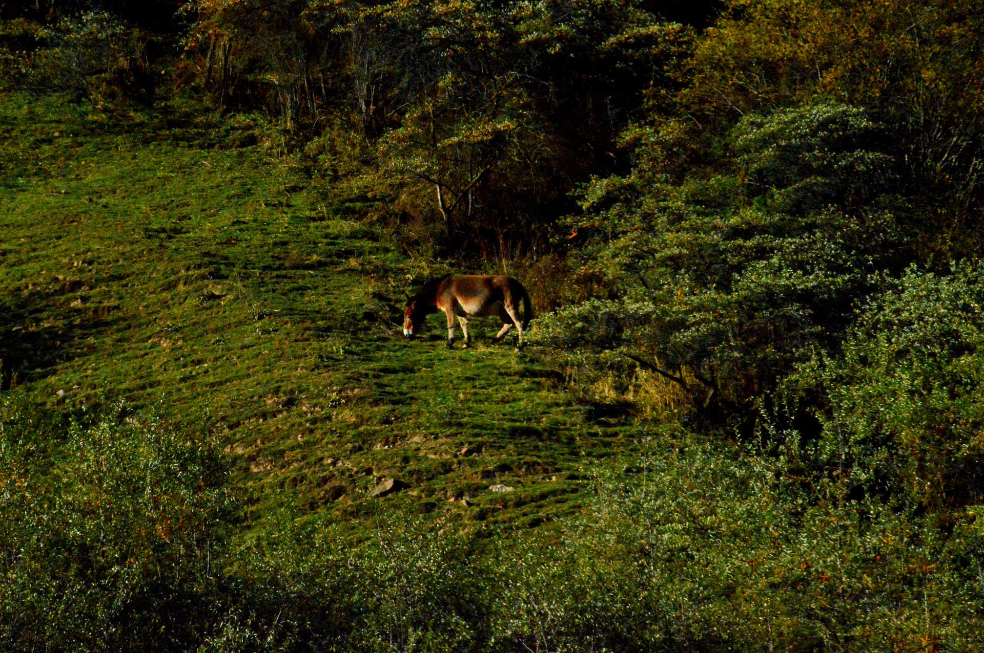DSC_0088.JPG