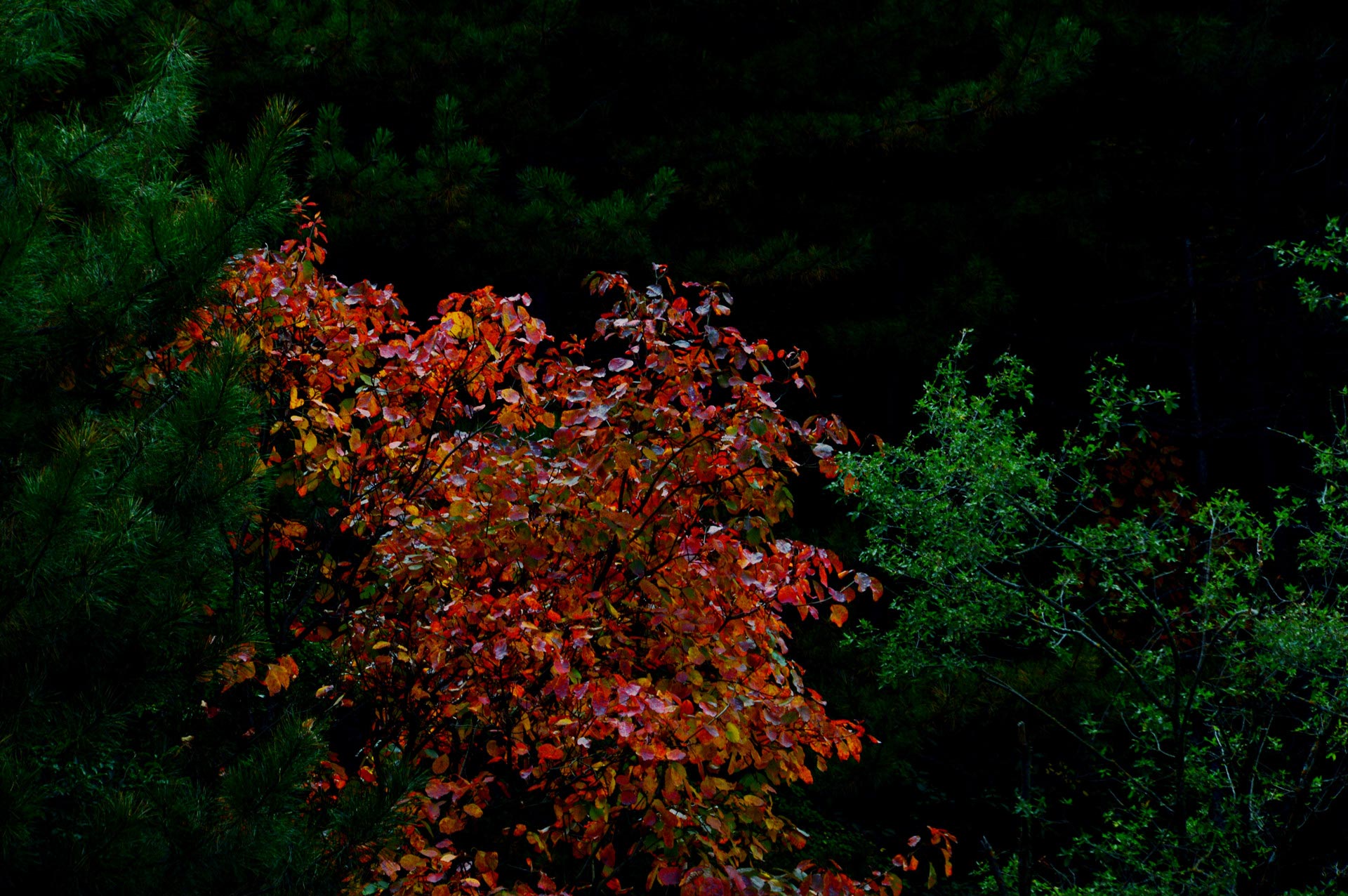 DSC_089.JPG