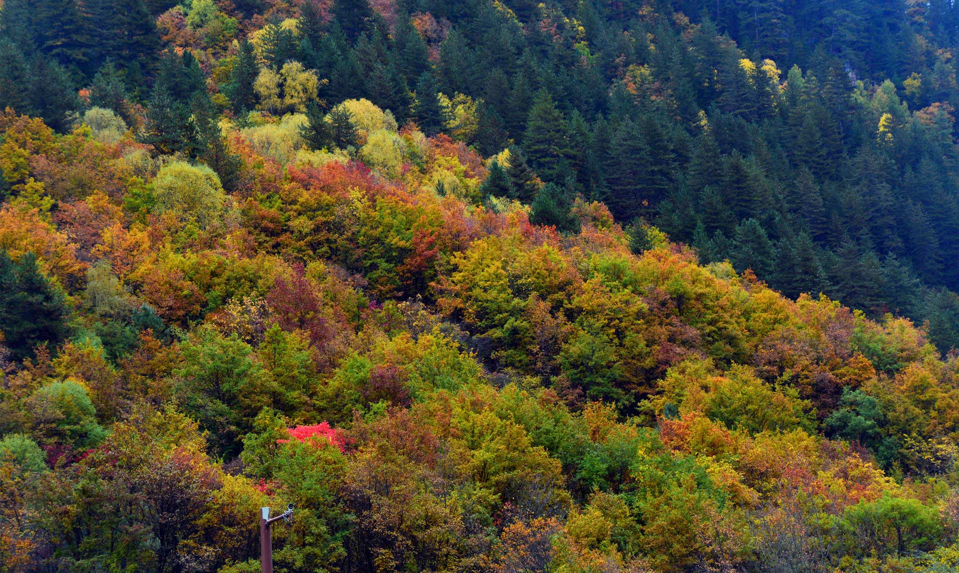 DSC_0093.JPG