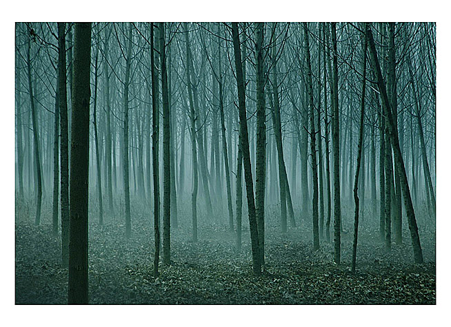 寂静的树林.jpg
