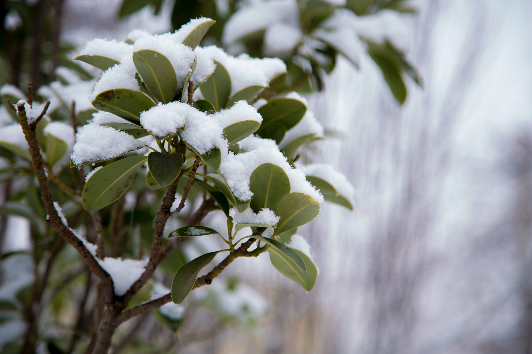 雪景29.jpg