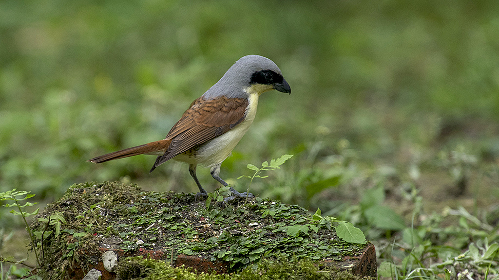 IMGP8585副本.jpg