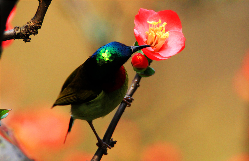 IMG_6601-2_副本.jpg