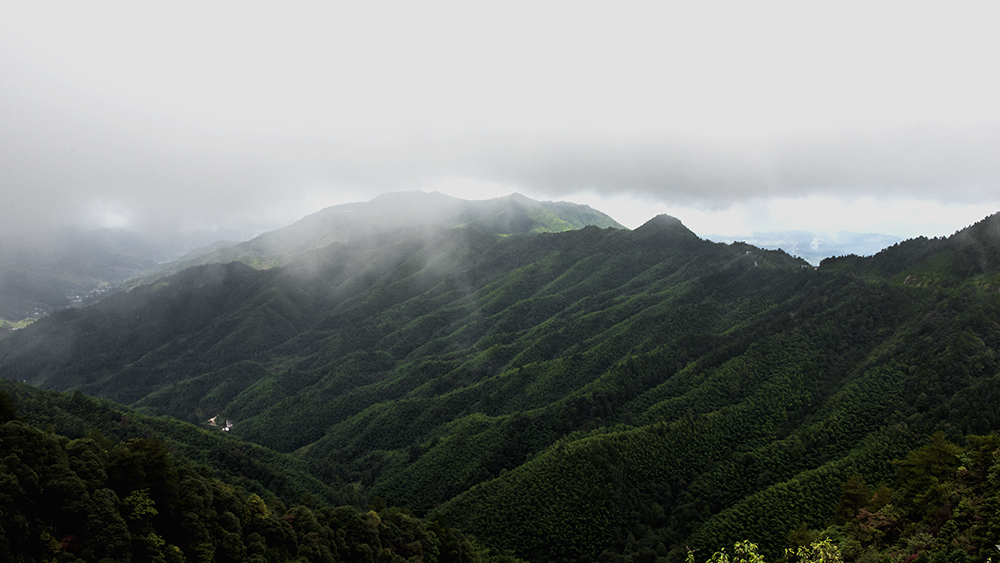 DSC_a05361.jpg