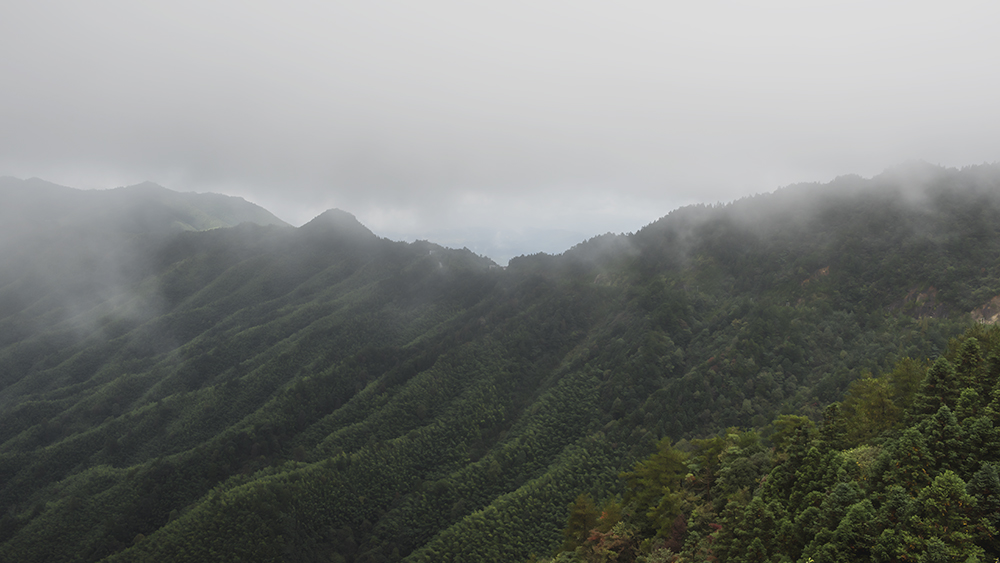 DSC_a05371.jpg
