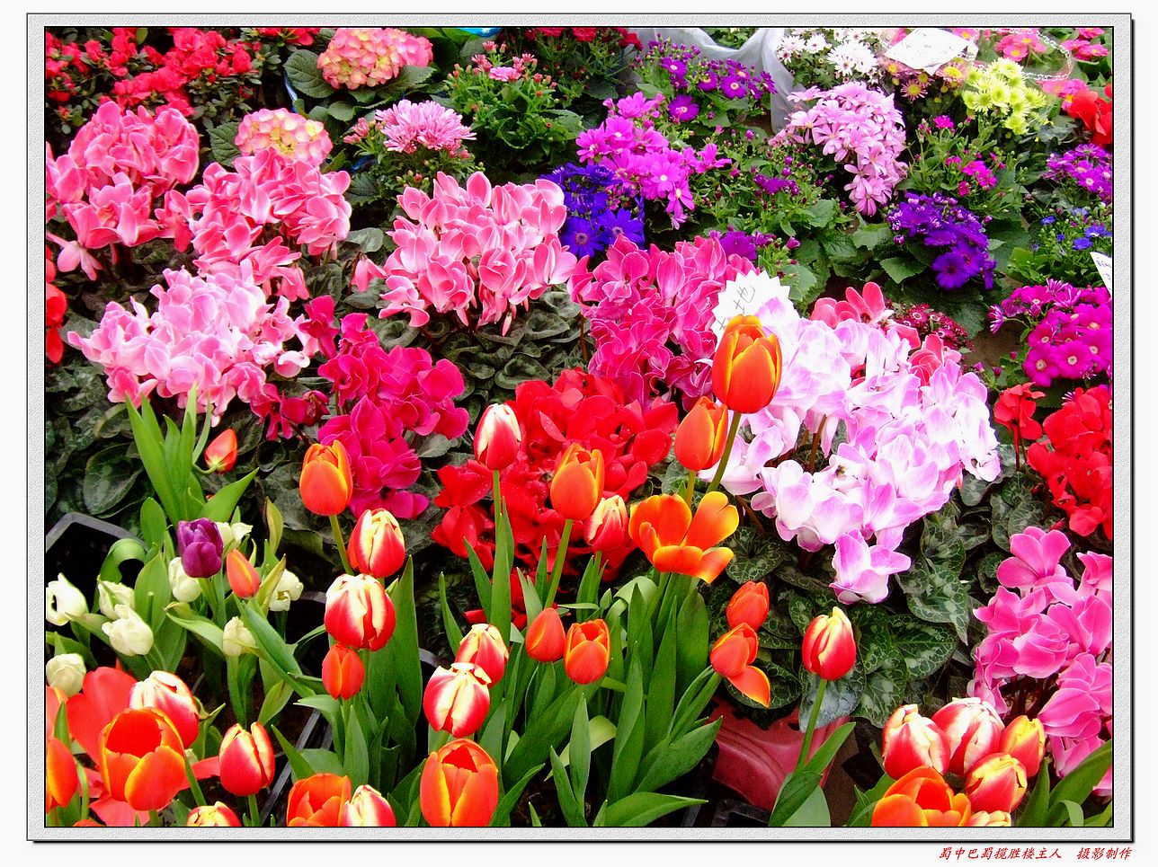 DSCF7661a.jpg