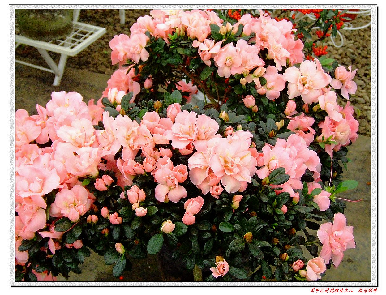 DSCF7558a.jpg