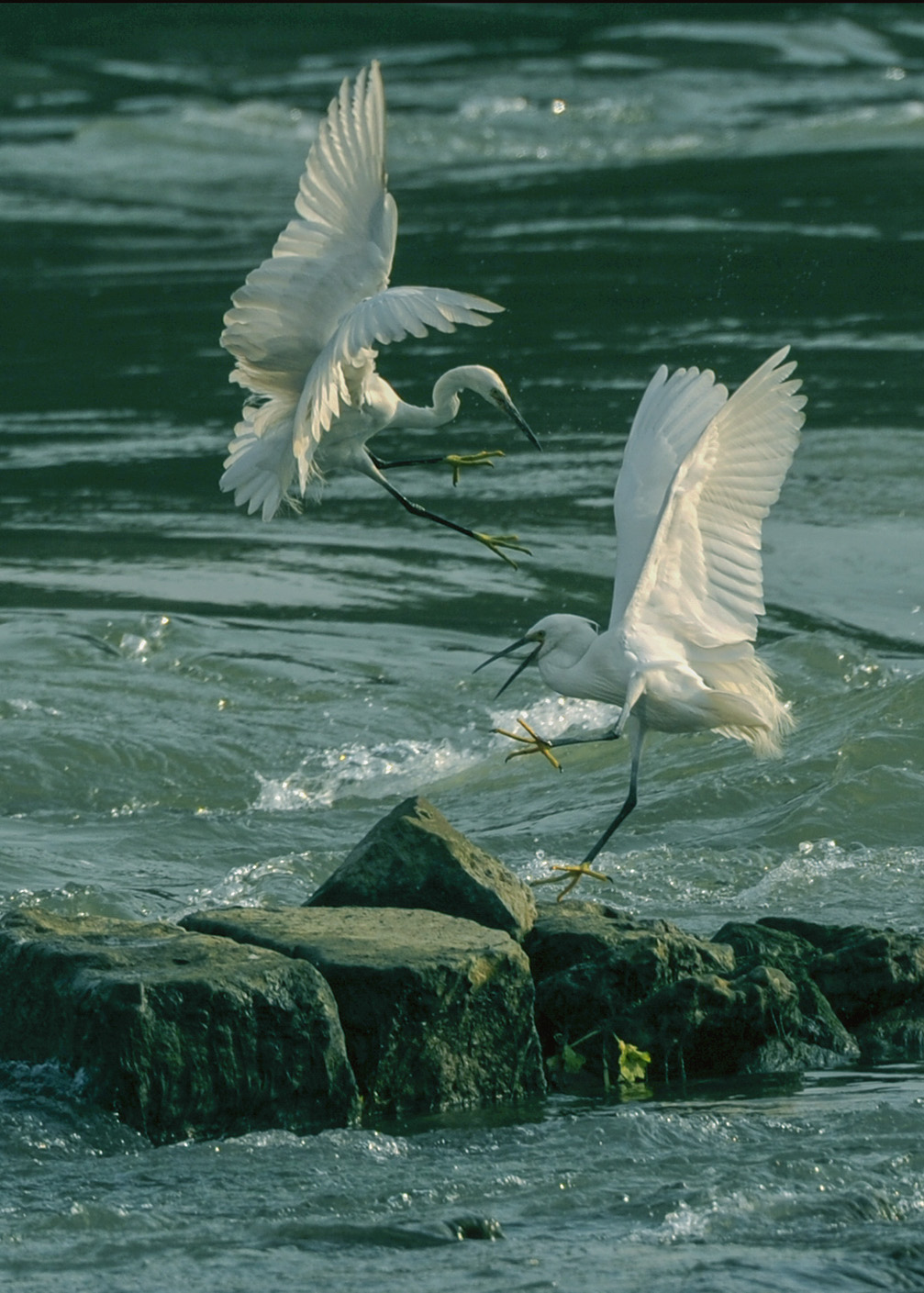 DSC_9362.jpg
