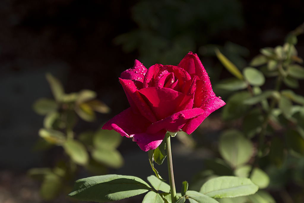 IMGP8946副本.jpg