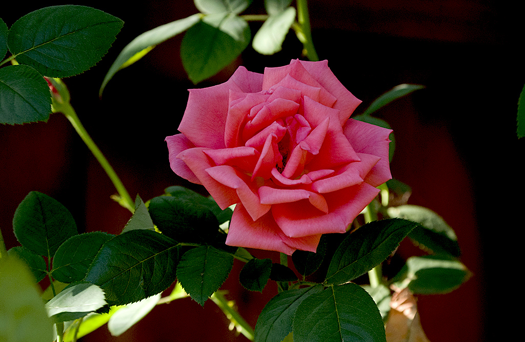 IMGP9124副本.jpg