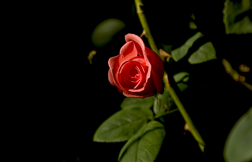 IMGP9256副本.jpg