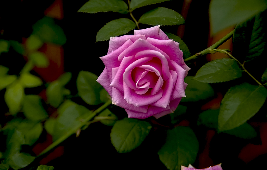 IMGP9408副本.jpg