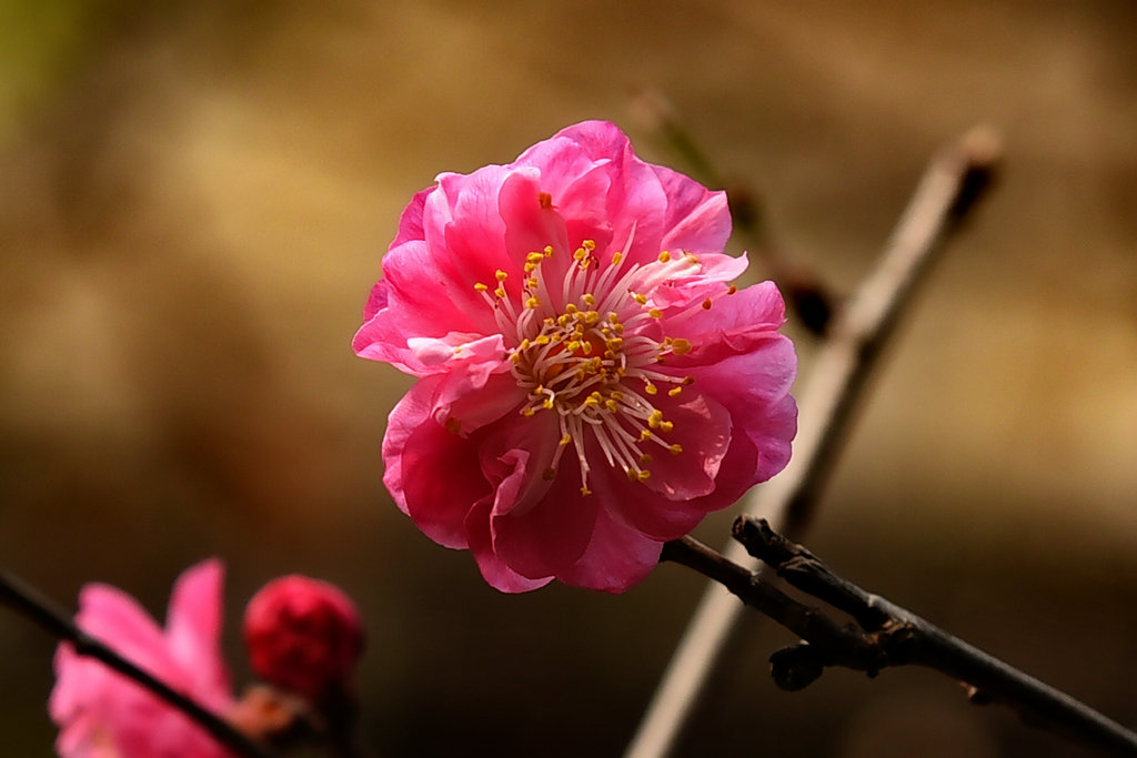 DSC_0294_dh.JPG