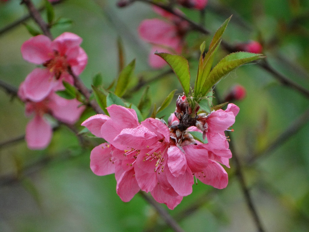DSC08387.jpg
