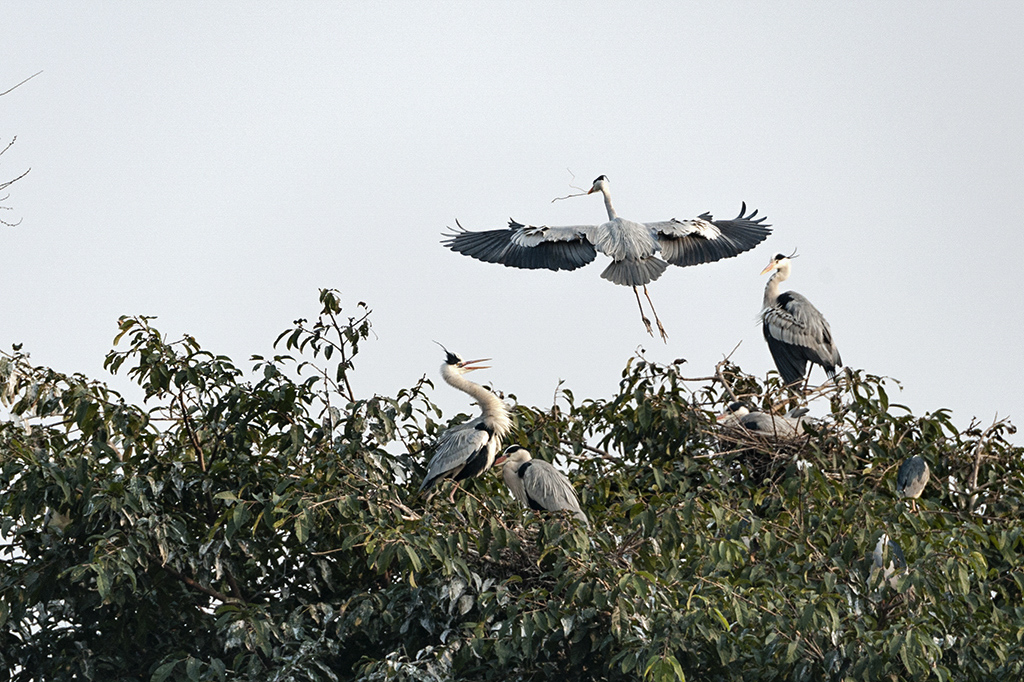DSC_4066.jpg