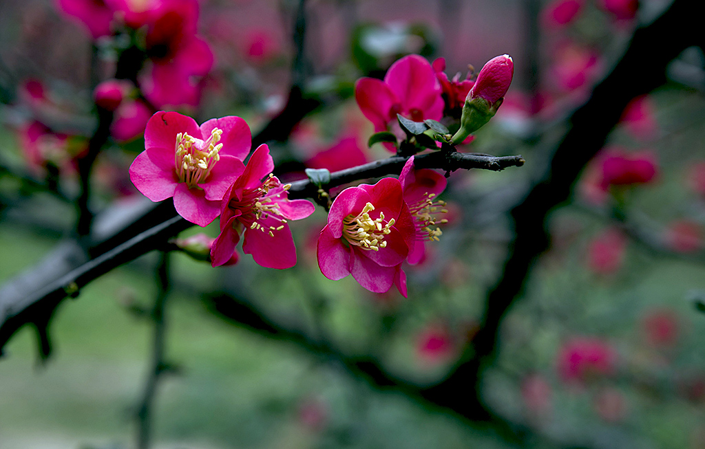 IMGP8744副本.jpg