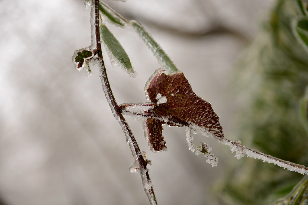 DSC_0229.JPG
