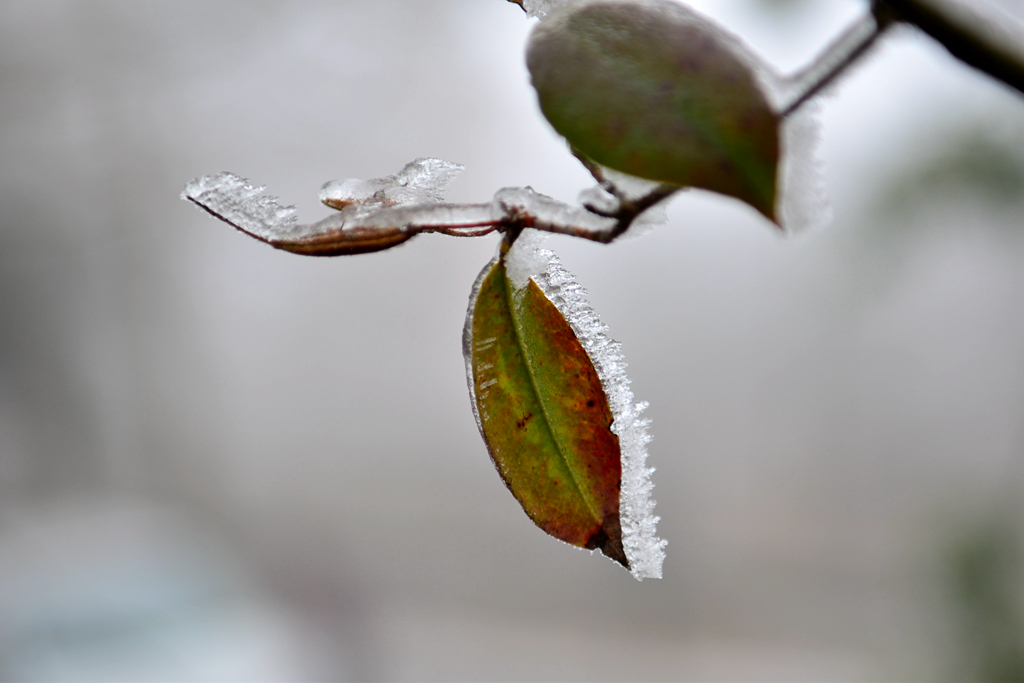 DSC_0258.JPG