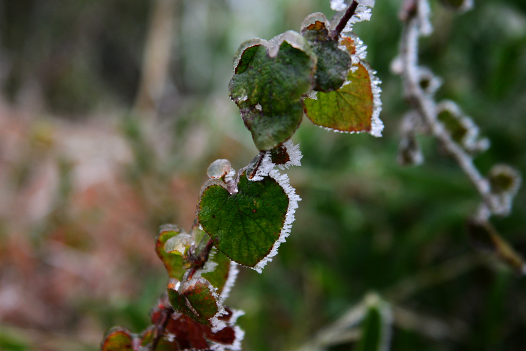 DSC_0263.JPG