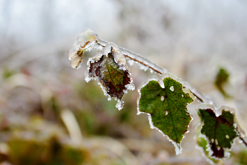 DSC_0276.JPG