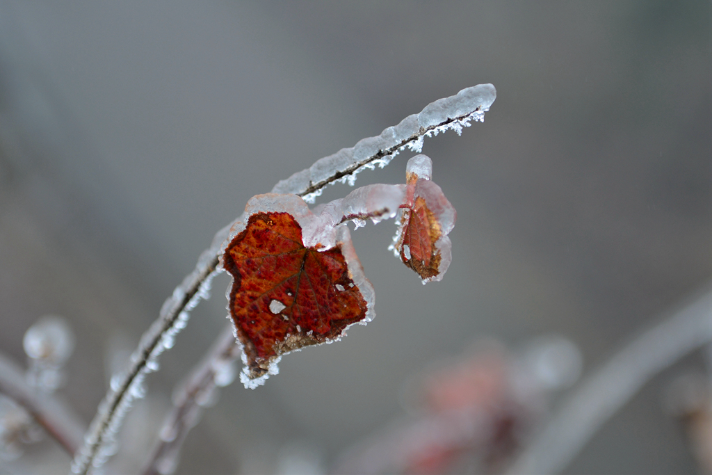 DSC_0286.JPG