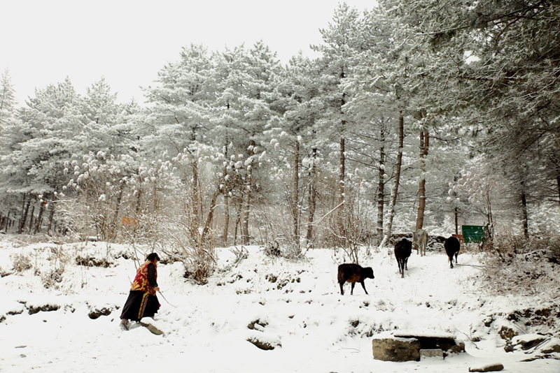 春雪     曾生迪摄影08.jpg