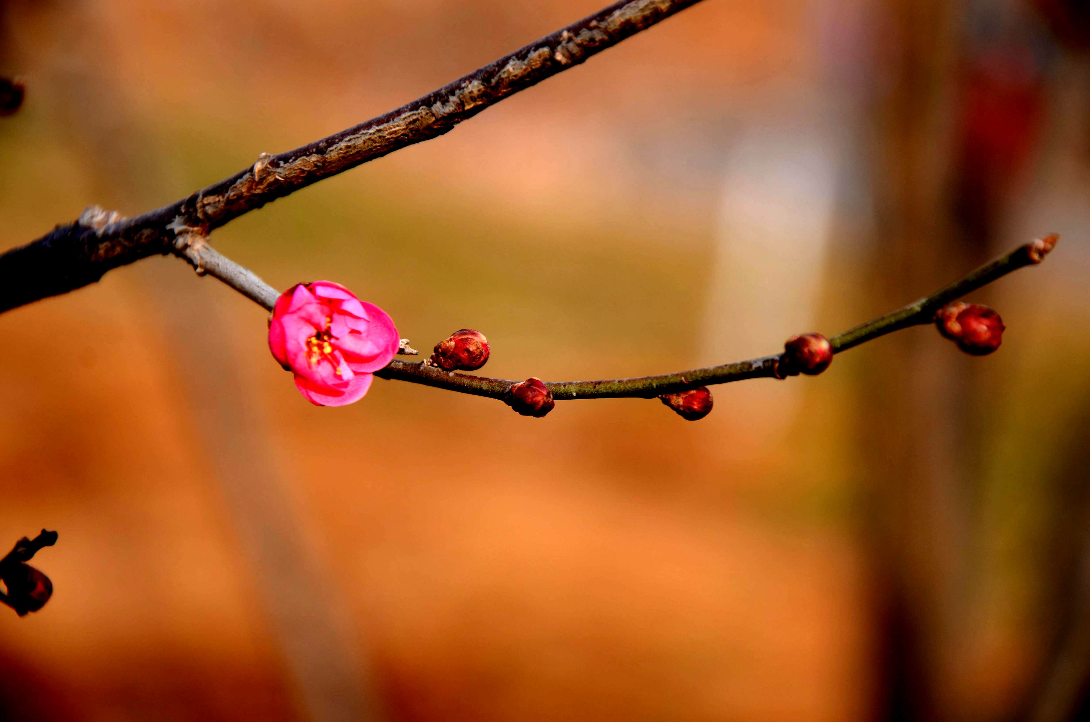 DSC_9745_副本.jpg