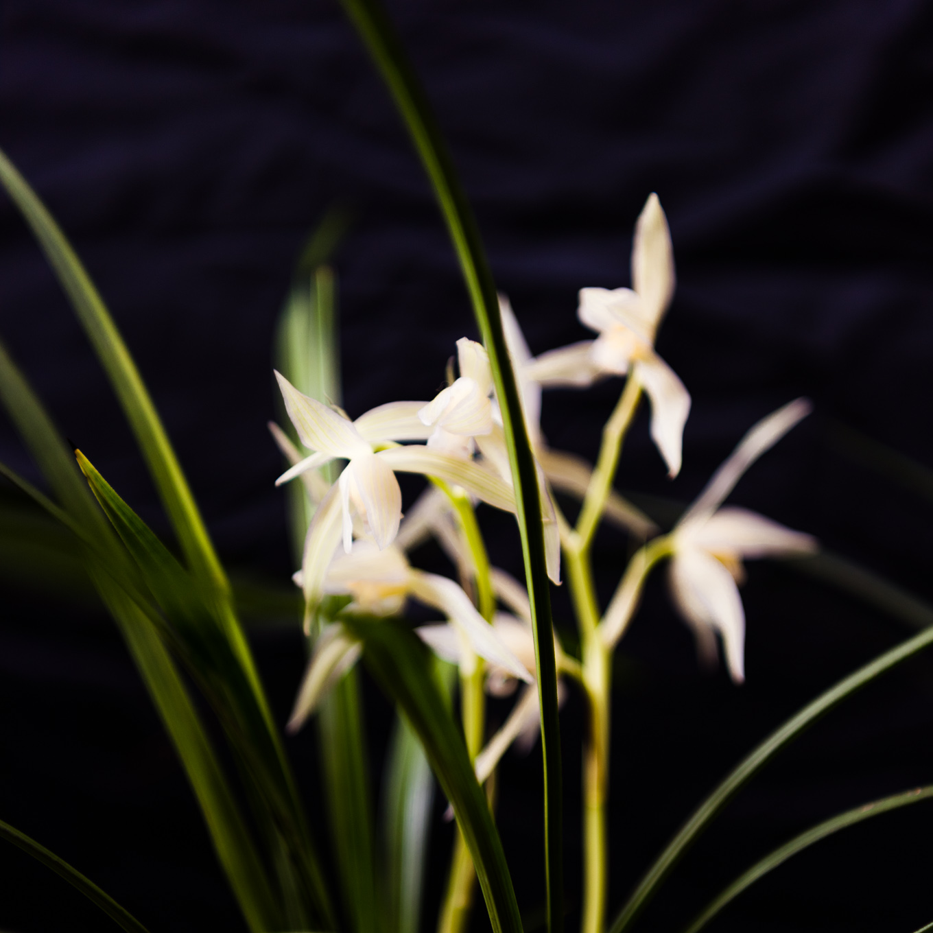 DSC_6121.jpg