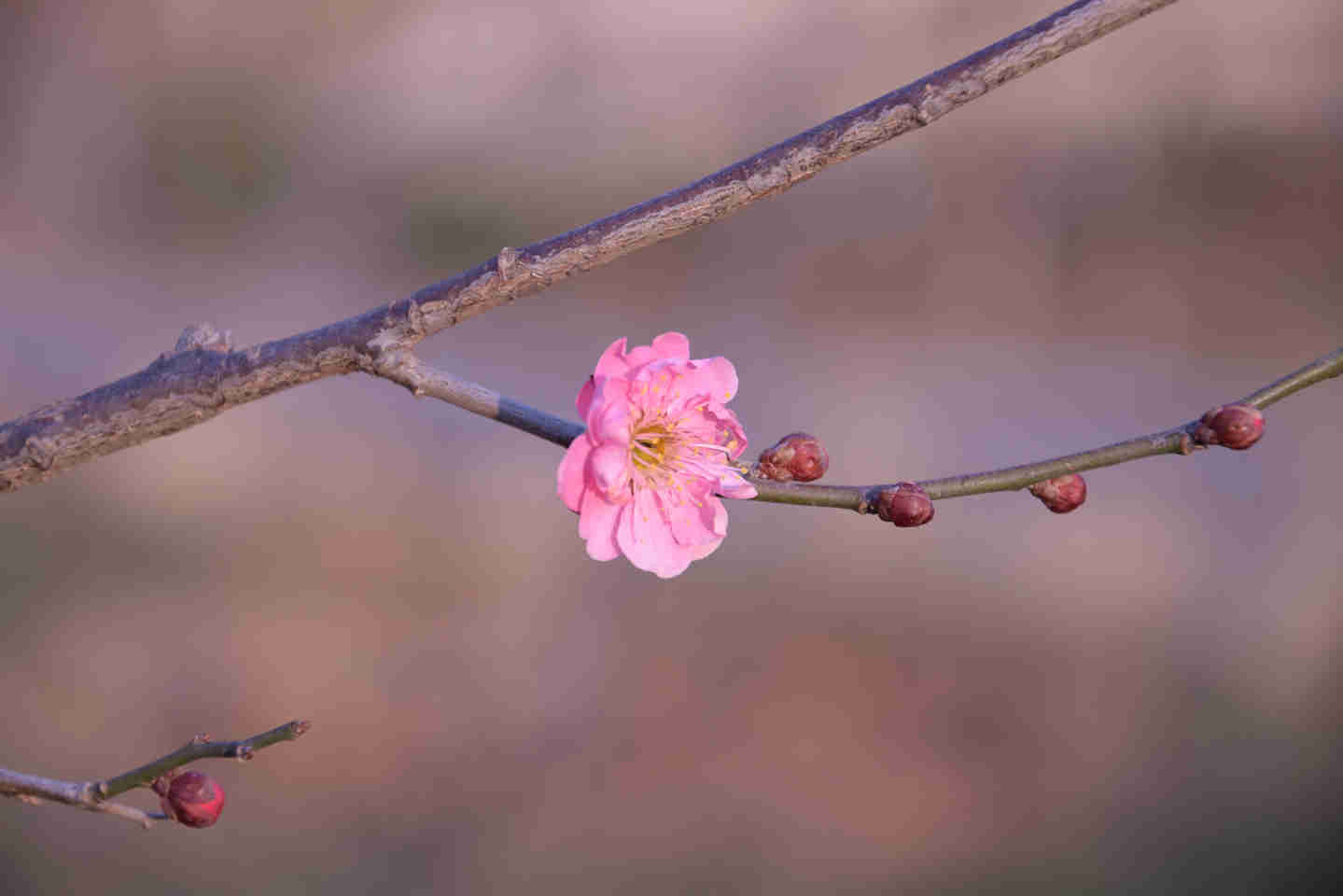 DSC_1334_副本.jpg