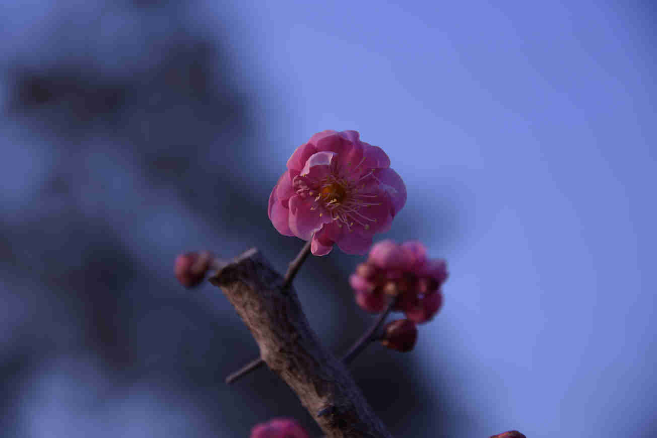 DSC_1338_副本.jpg
