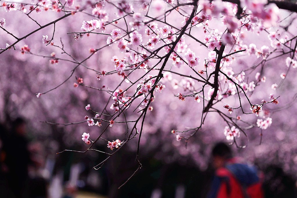 DSC_1739_副本.jpg
