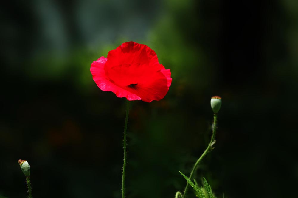 IMG_4342.jpg