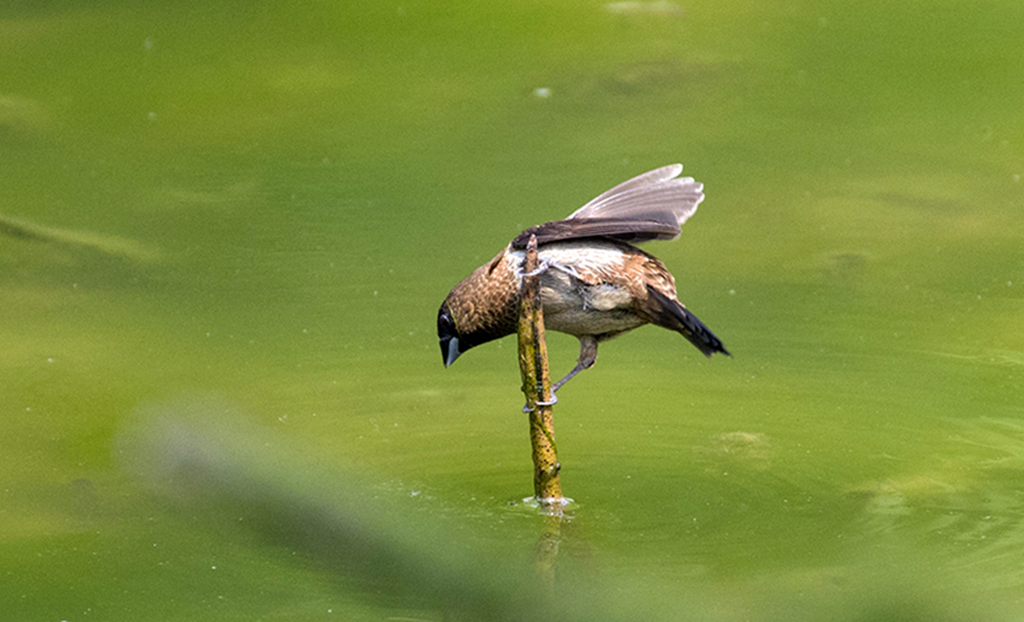 IMGP2686副本副本.jpg