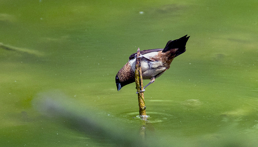 IMGP2687副本副本.jpg