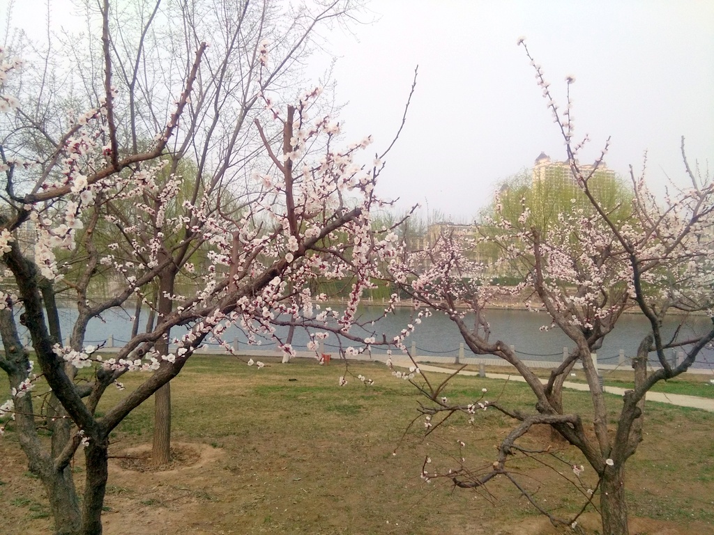 IMG_20170320_152905.jpg