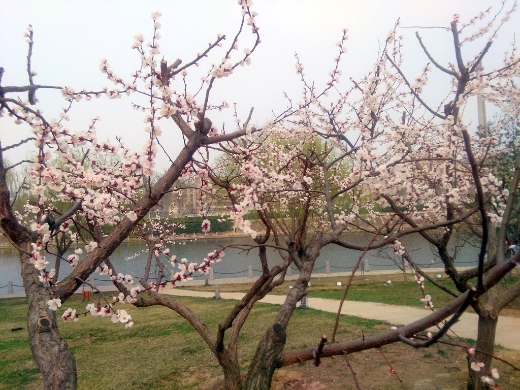 IMG_20170320_152936.jpg