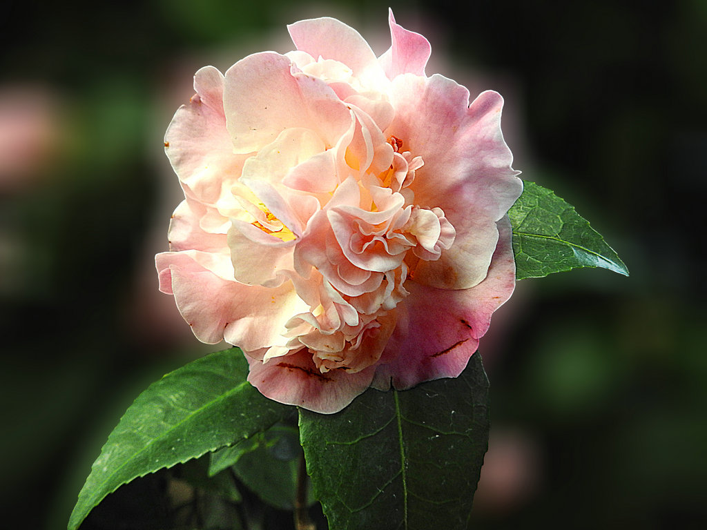 DSCN2292.JPG