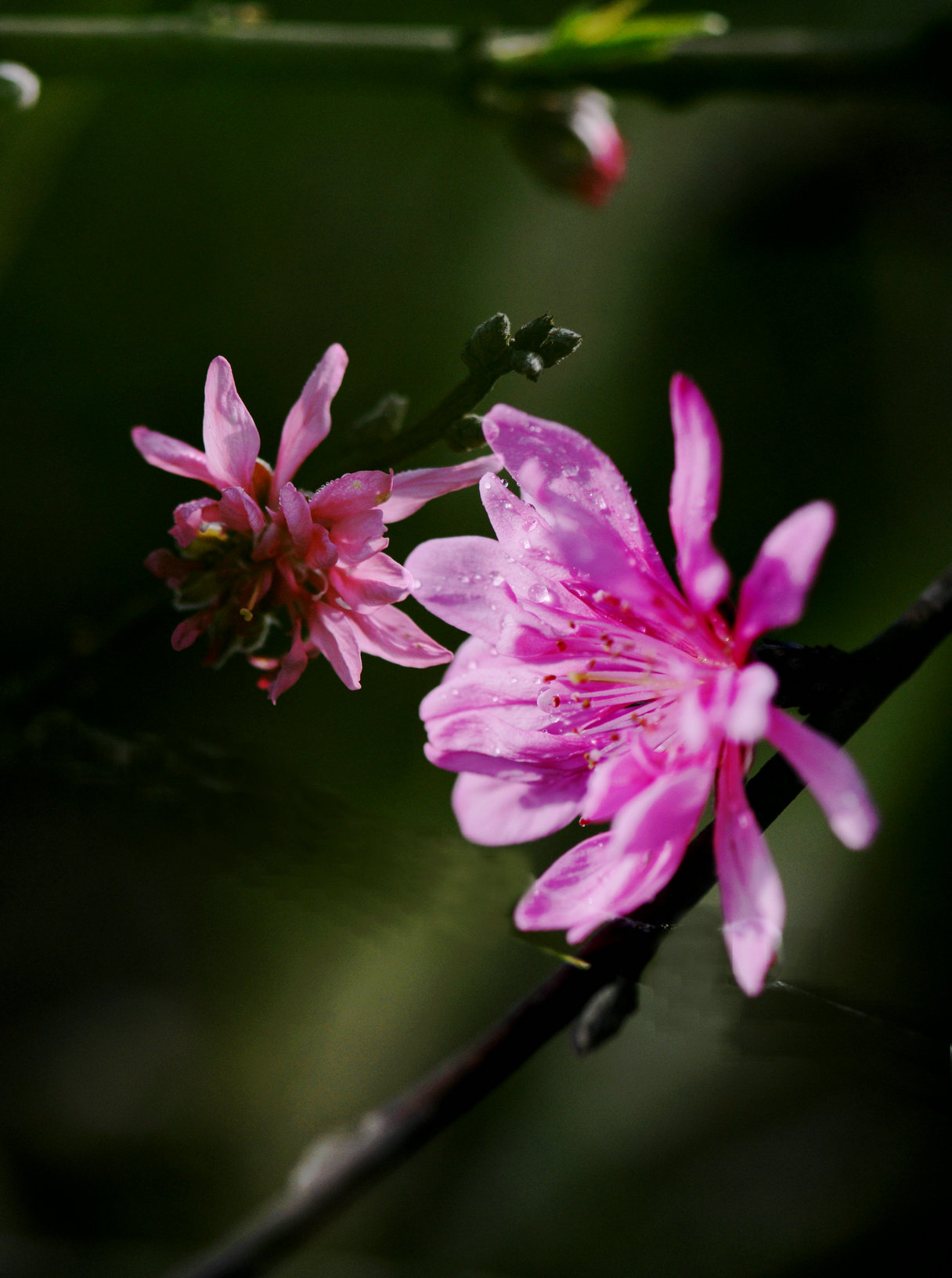 5.DSC_5103.JPG