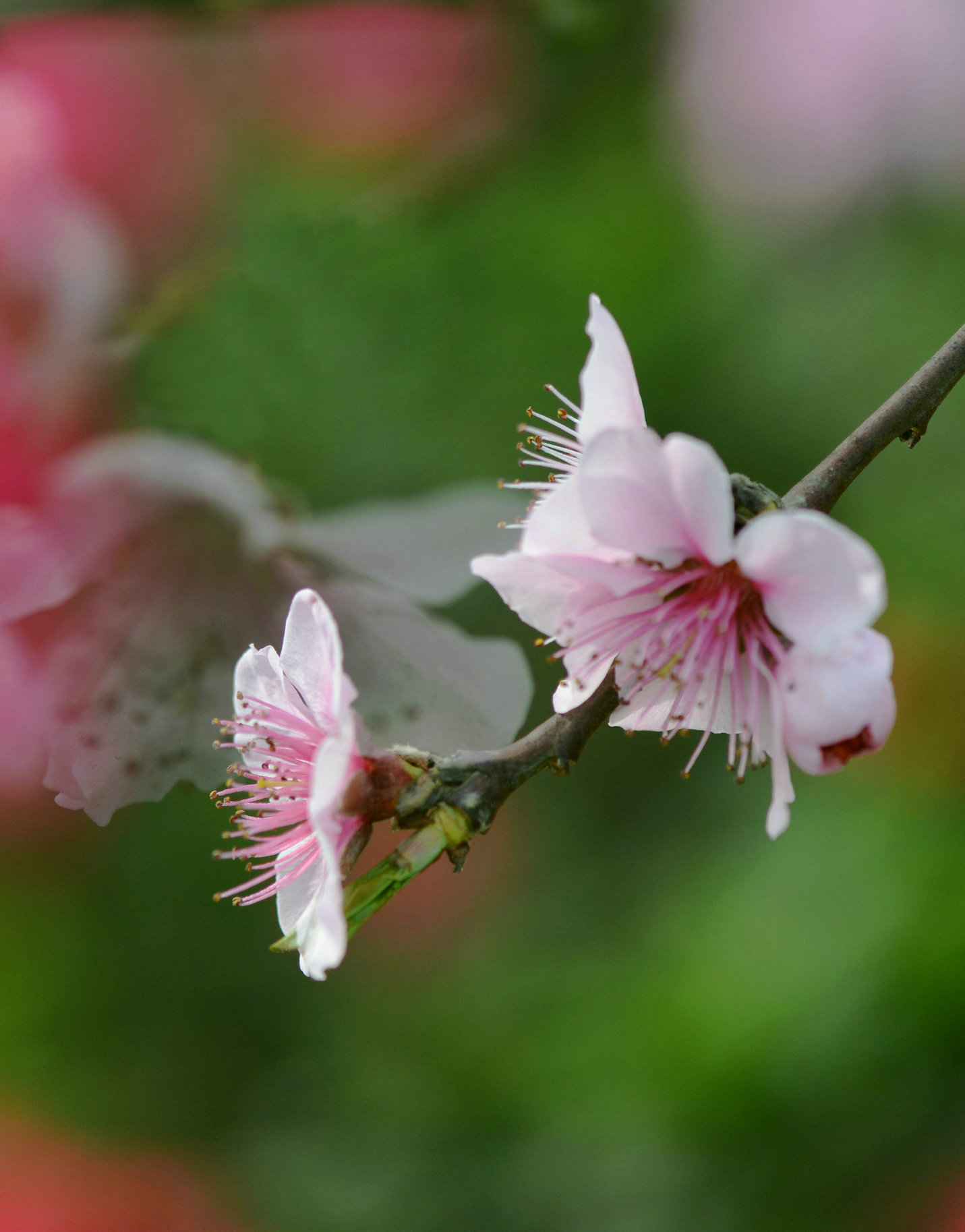 9.DSC_4973.JPG
