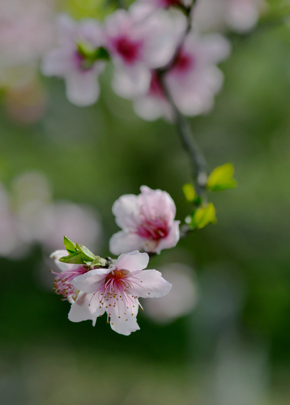 11.DSC_5115.JPG