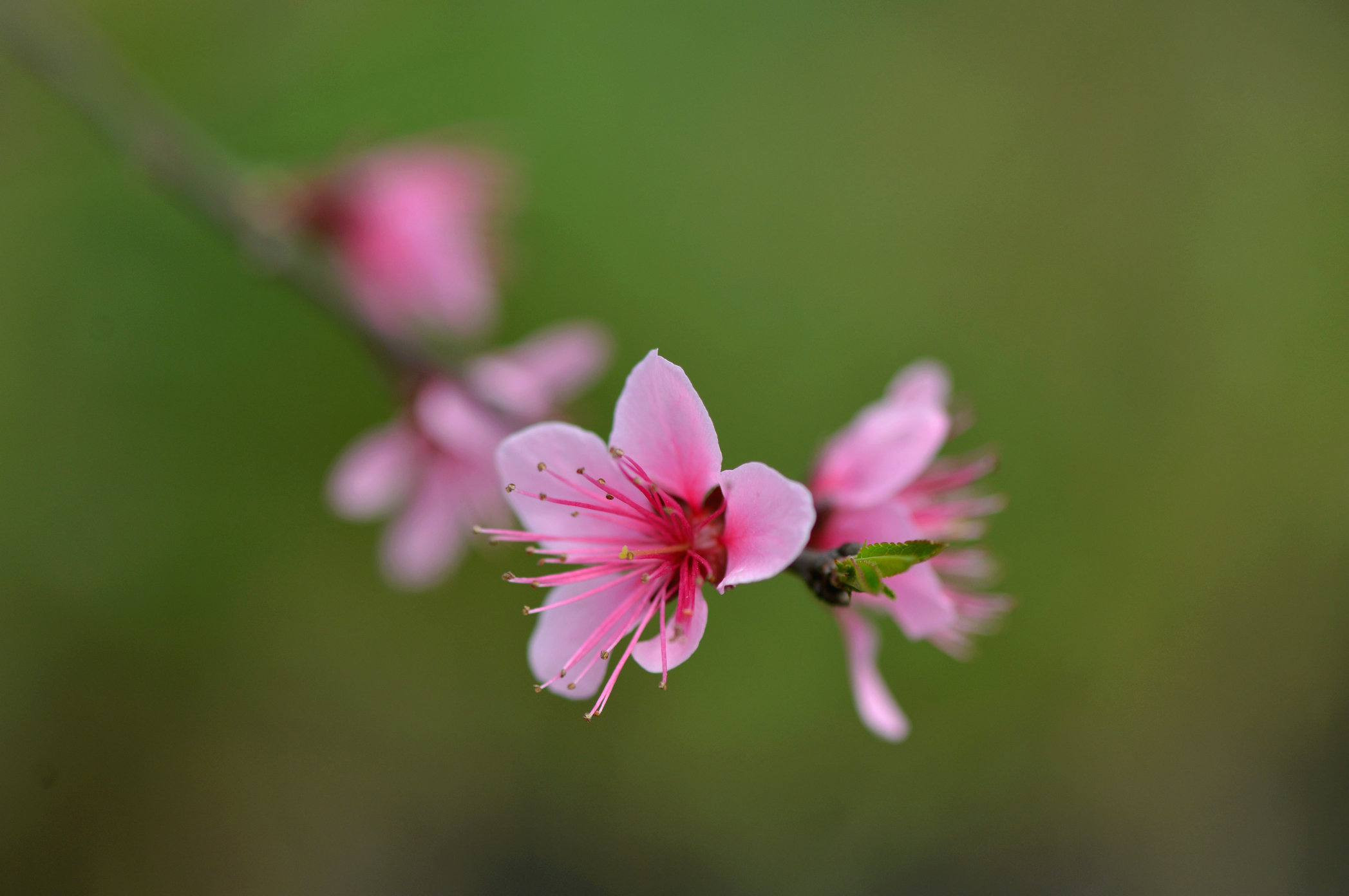12.DSC_5155.JPG