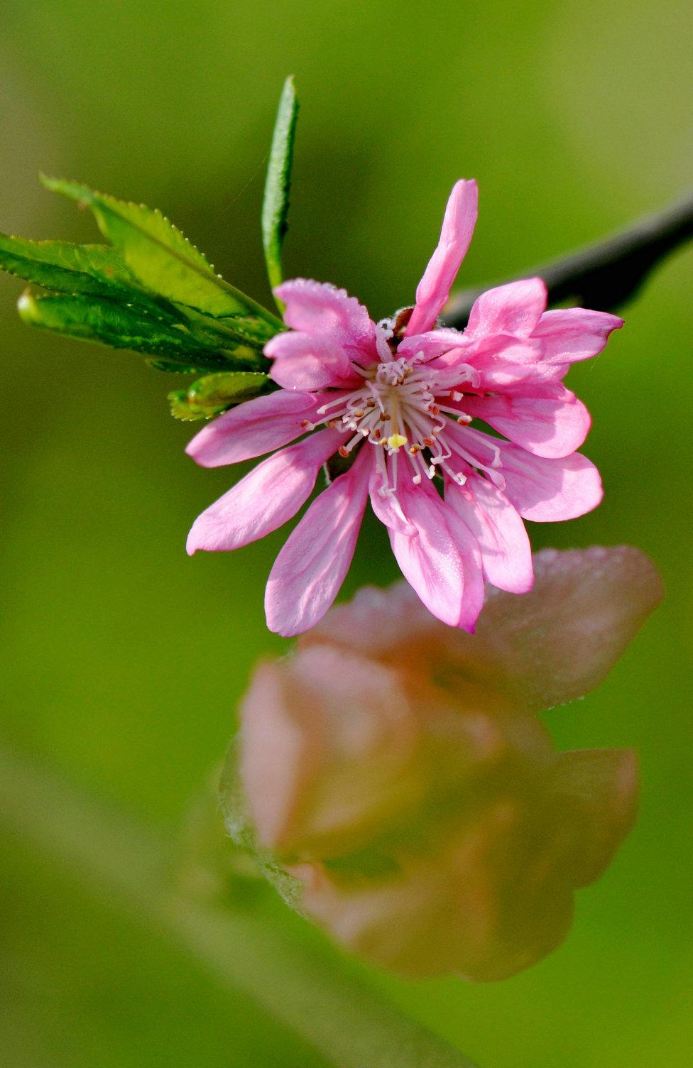 14.DSC_5100.JPG