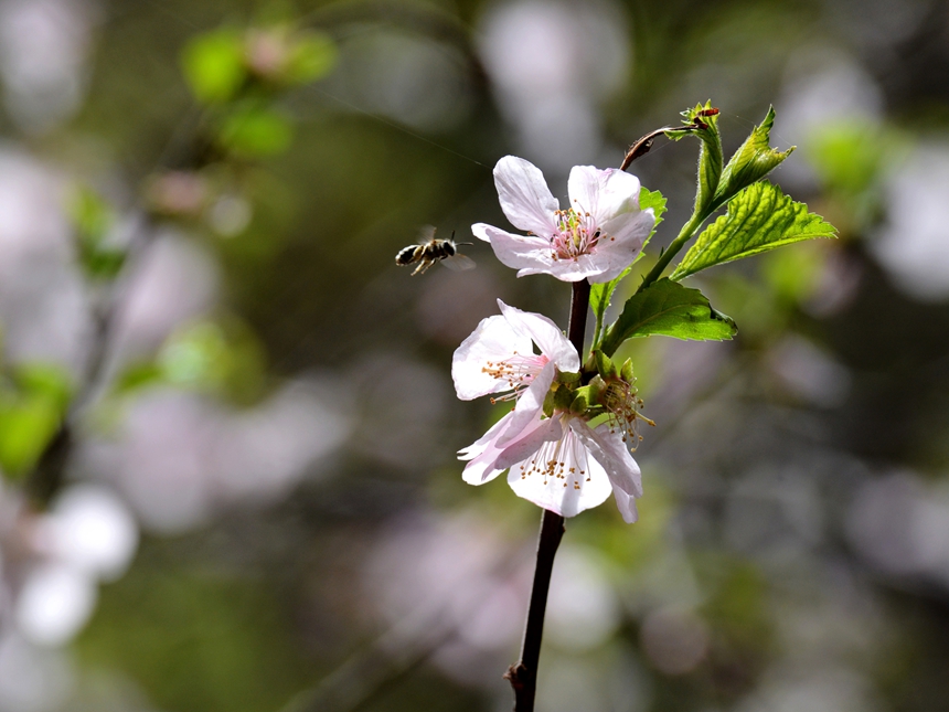939-樱桃花DSC_1367.jpg