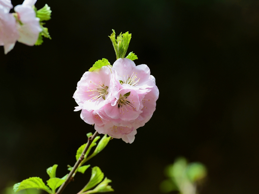 939-樱桃花DSC_1373.jpg
