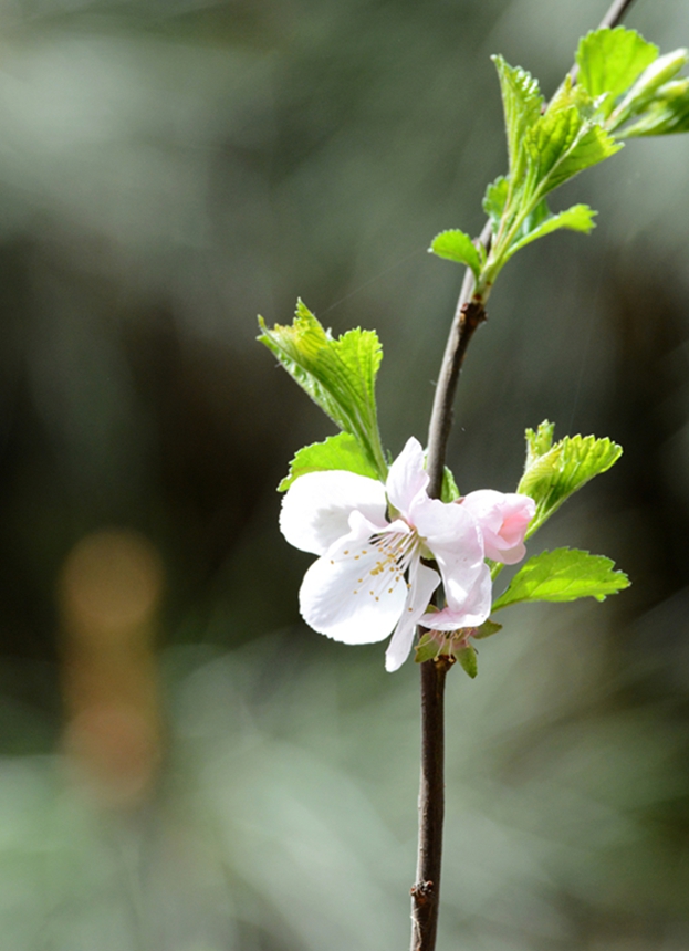 939-樱桃花DSC_1374.jpg