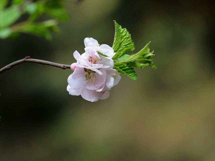 939-樱桃花DSC_1377.jpg