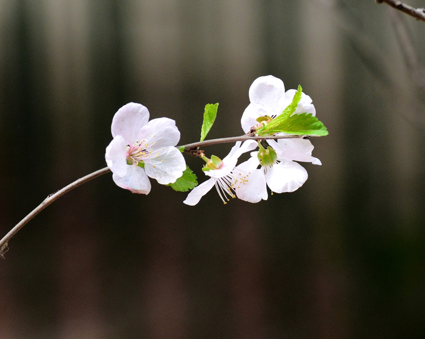939-樱桃花DSC_1378.jpg
