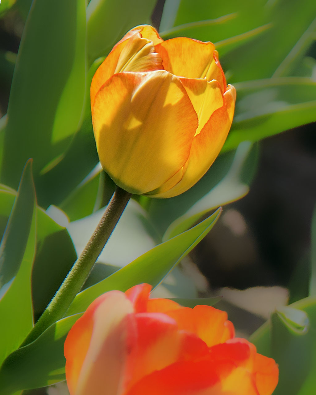 IMG_5027.JPG