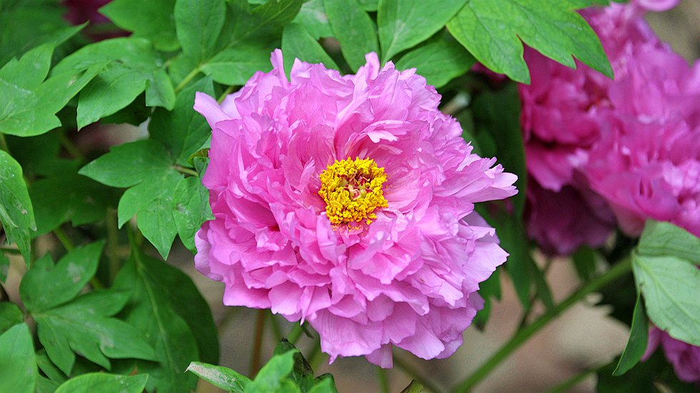 DSC_1224_副本.jpg