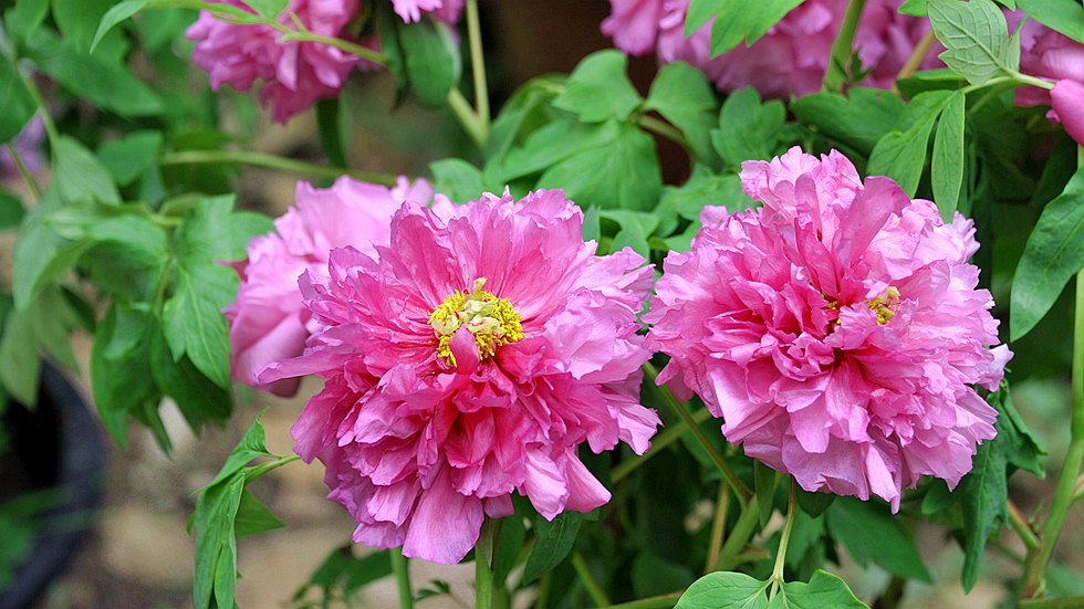 DSC_1233_副本.jpg